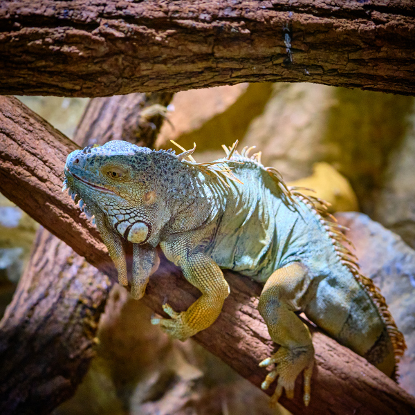 Reptilienzoo Forchtensteinwww.reptilienzooforchtenstein.com