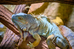 Reptilienzoo Forchtensteinwww.reptilienzooforchtenstein.com