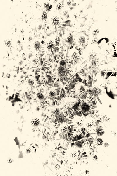 DSCF0522