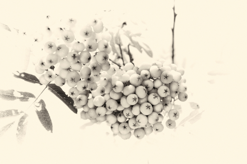 DSCF0533