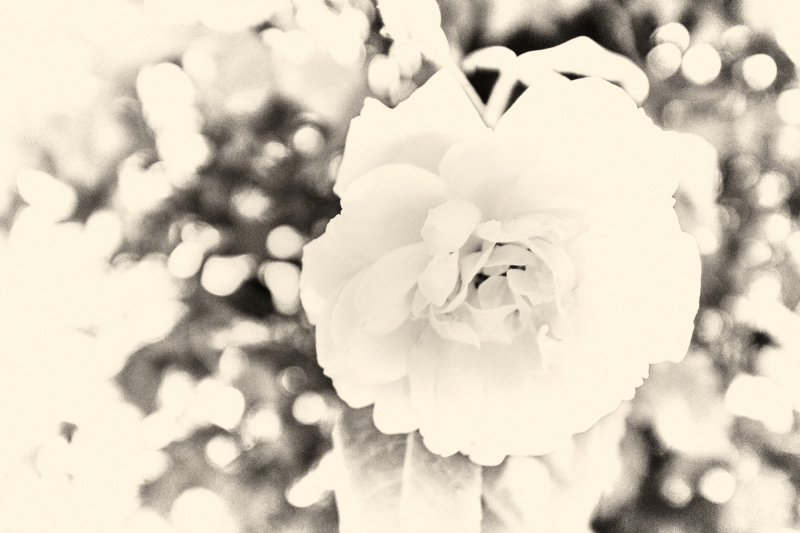 DSCF0592