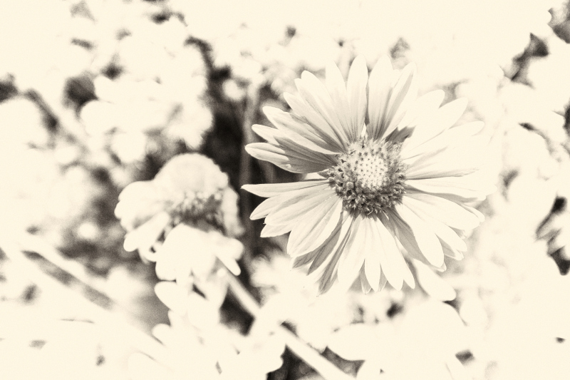DSCF0598