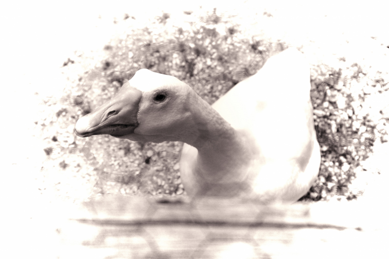 DSCF0374